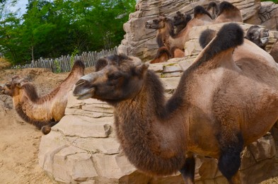 Photo of Group of camels in safari park outdoors
