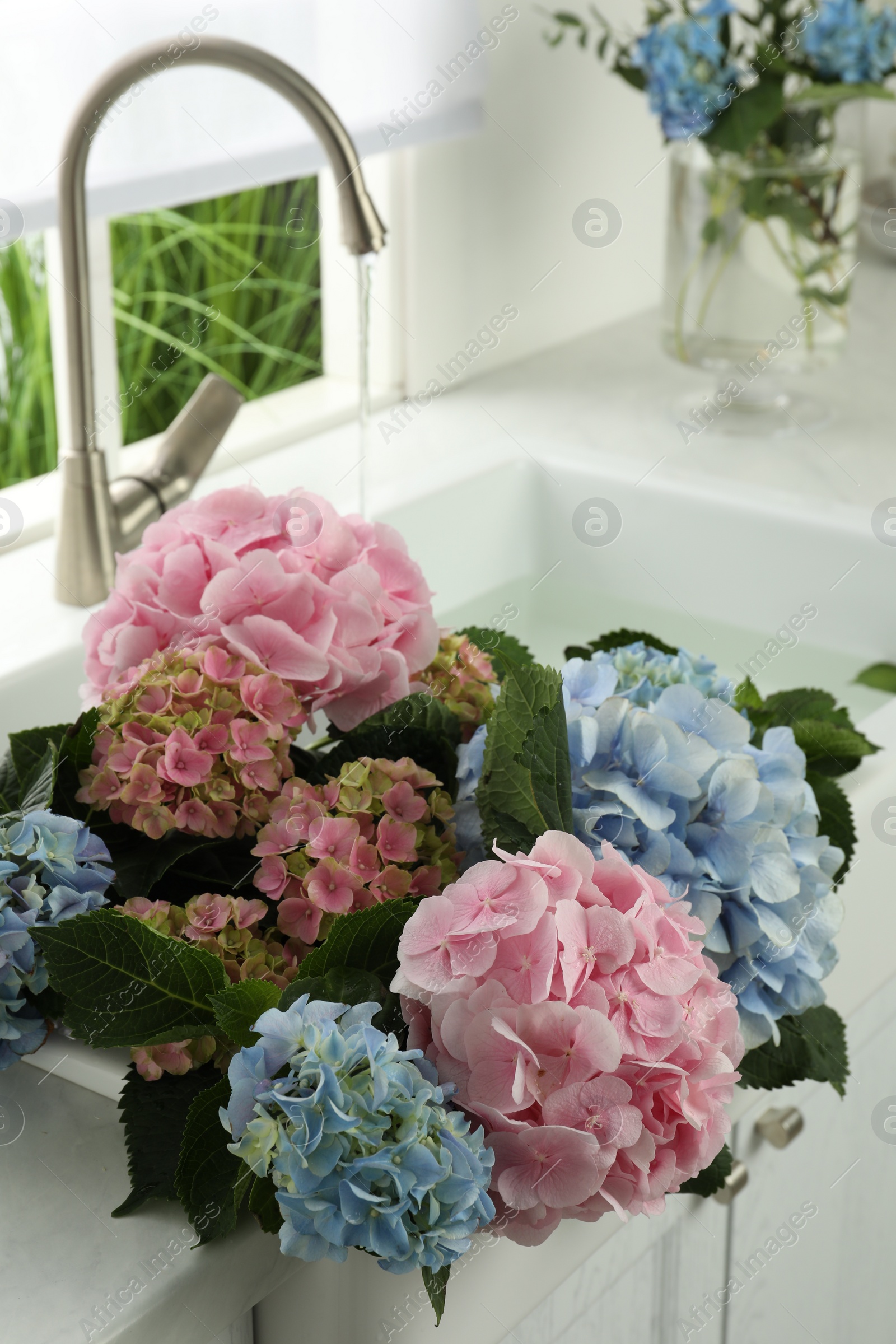 Photo of Beautiful light blue and pink hortensia flowers in kitchen sink