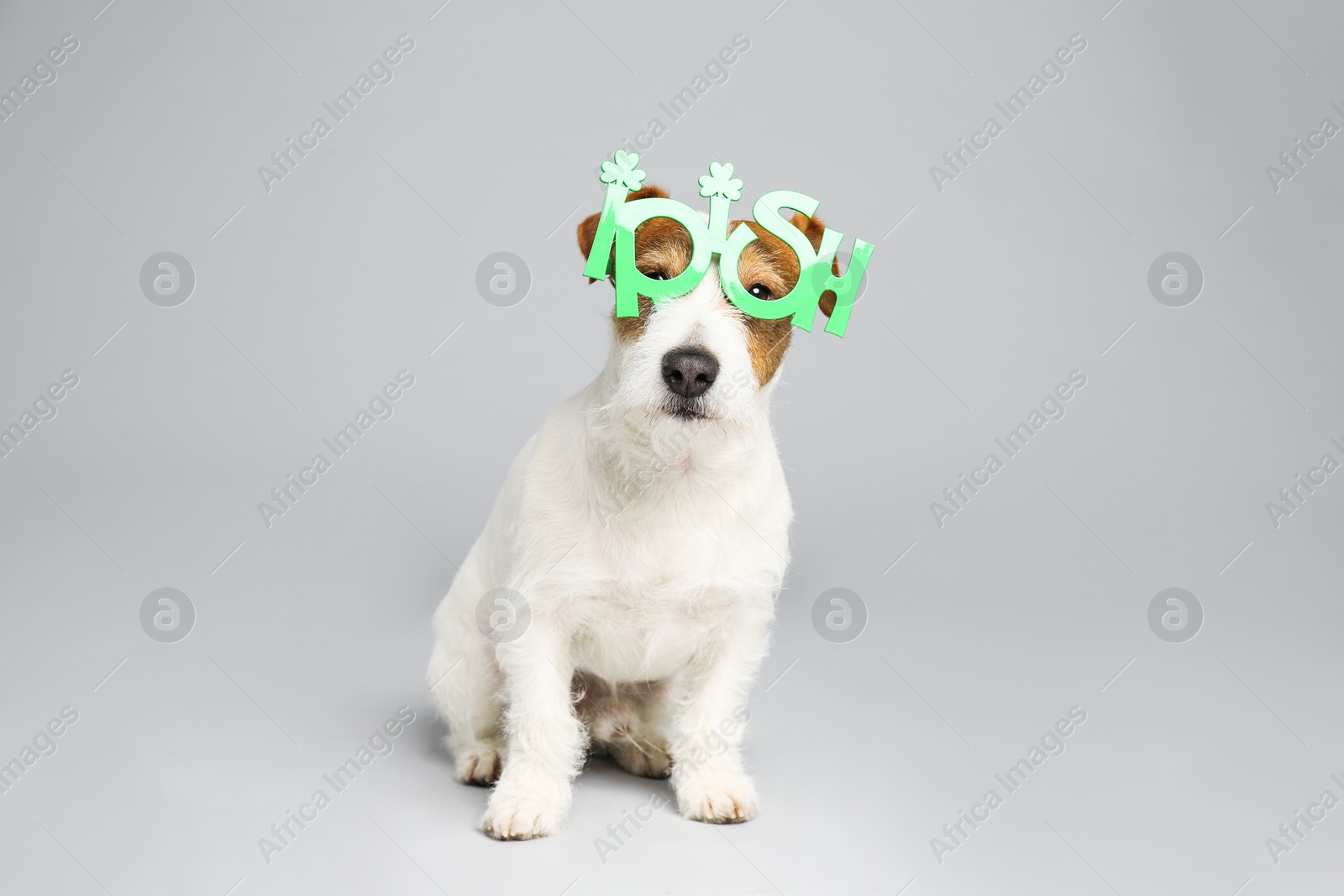 Photo of Jack Russell terrier with Irish party glasses on light grey background. St. Patrick's Day