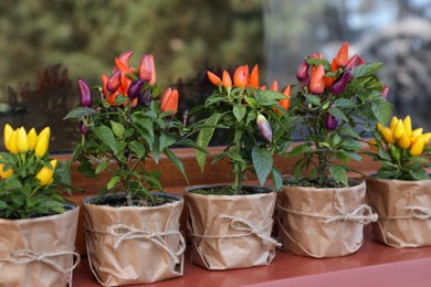 Photo of Capsicum Annuum plants. Many potted multicolor Chili Peppers near window outdoors
