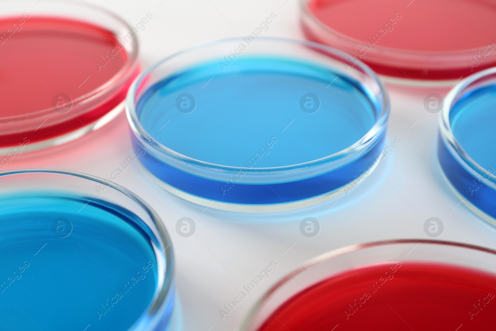 Photo of Petri dishes with blue and red liquids on white background, closeup