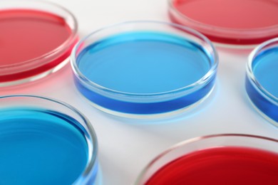 Photo of Petri dishes with blue and red liquids on white background, closeup
