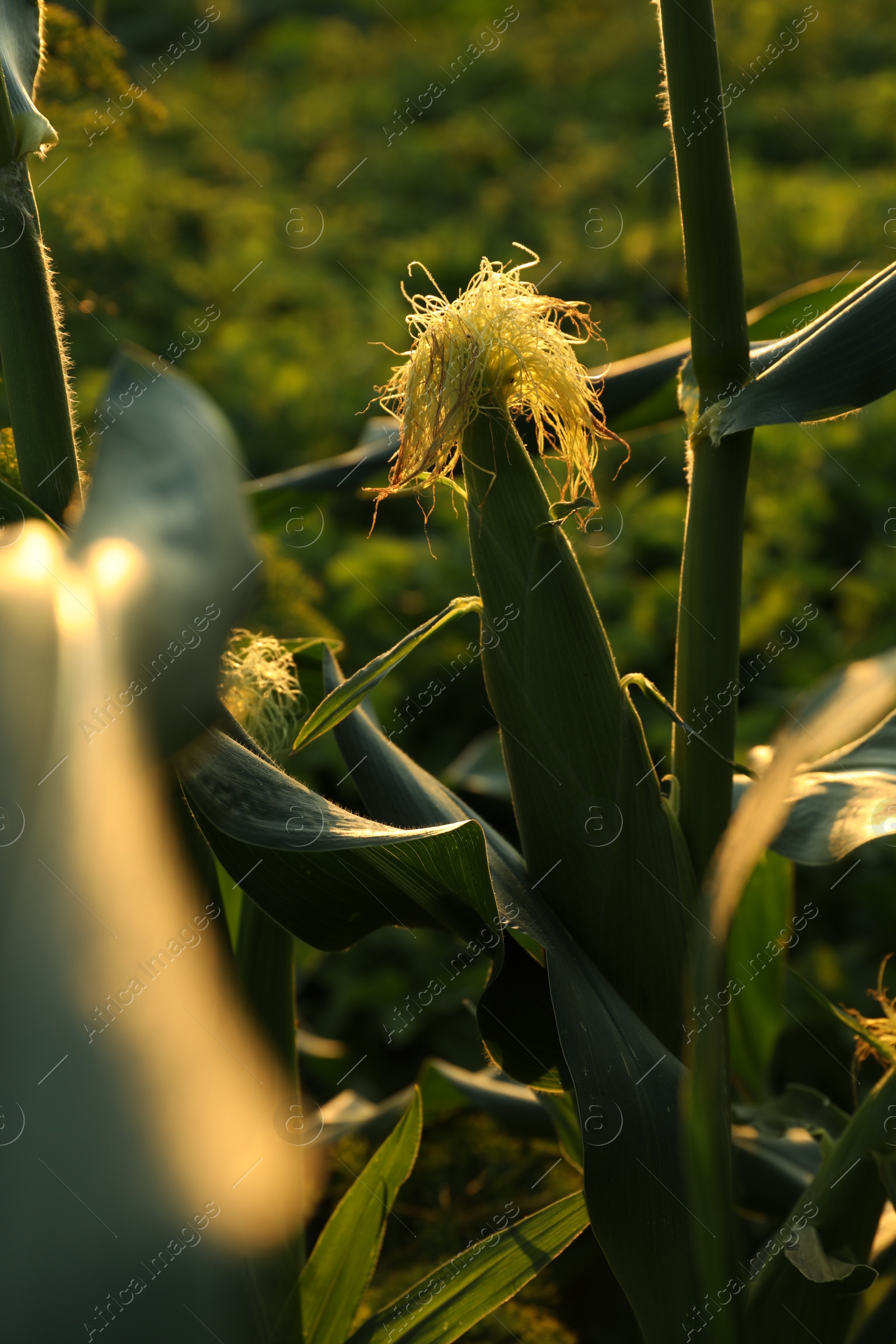 Photo of Ripe corn cob in field on sunny day