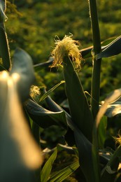 Ripe corn cob in field on sunny day