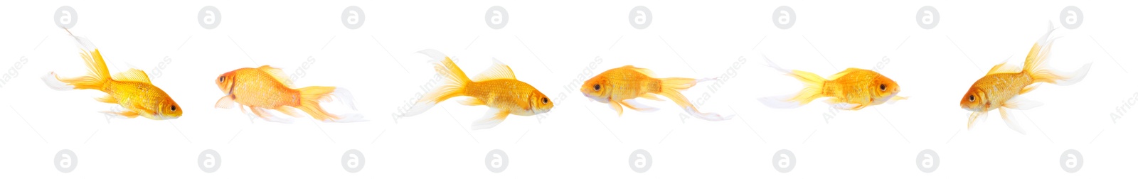 Image of Beautiful bright small goldfish on white background, collage. Banner design