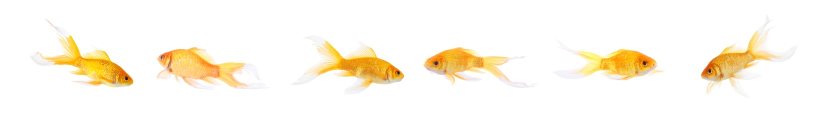 Beautiful bright small goldfish on white background, collage. Banner design