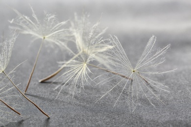 Photo of Dandelion seeds on grey background, close up