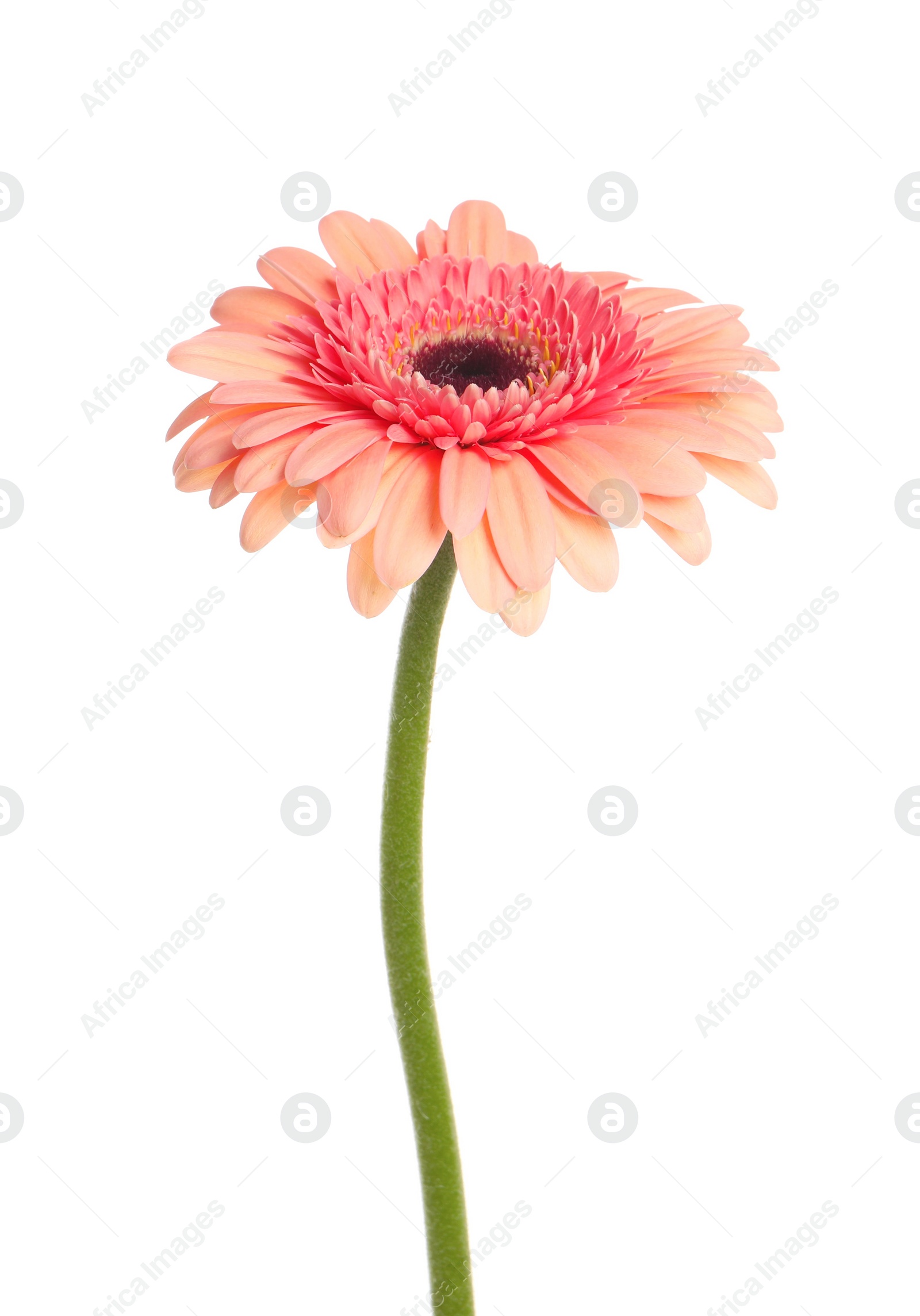 Photo of Beautiful pink gerbera flower isolated on white