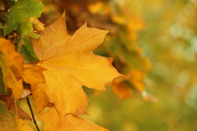 Tree with bright leaves outdoors on autumn day