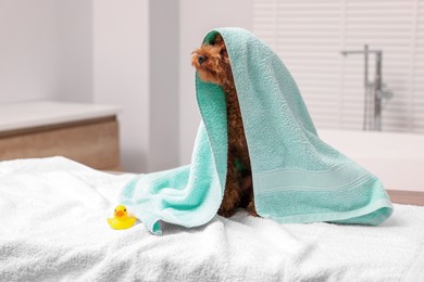 Photo of Cute Maltipoo dog wrapped in towel and rubber duck indoors, space for text. Lovely pet