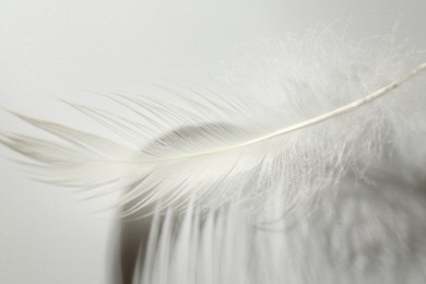Photo of Fluffy white feather on light grey background, closeup