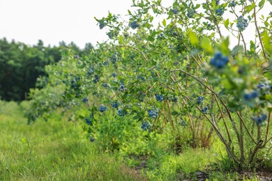 Photo of Blueberry bushes growing on farm outdoors. Seasonal berries
