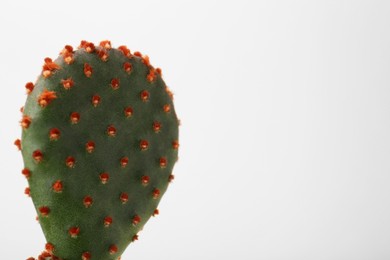Photo of Beautiful green Opuntia cactus on white background, closeup. Space for text