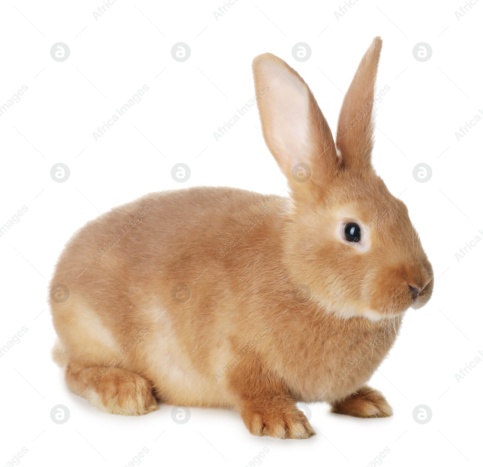 Photo of Cute bunny isolated on white. Easter symbol