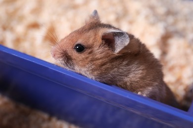 Photo of Cute little fluffy hamster playing in cage