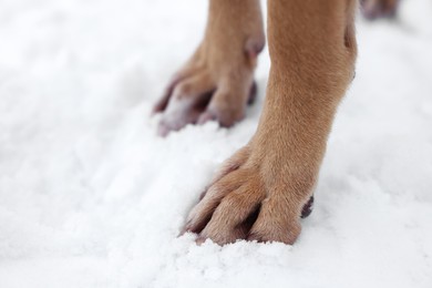 Photo of Dog on snow outdoors, closeup. Space for text