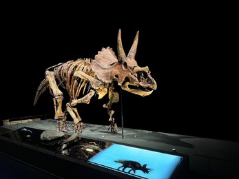 Life size skeleton of Triceratops in museum
