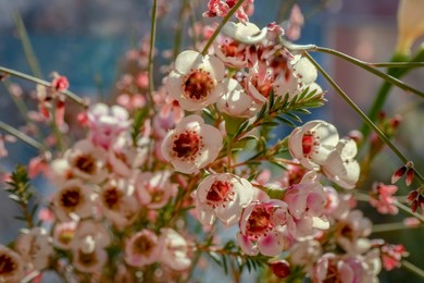 Photo of Spring is coming. Many beautiful flowers, closeup