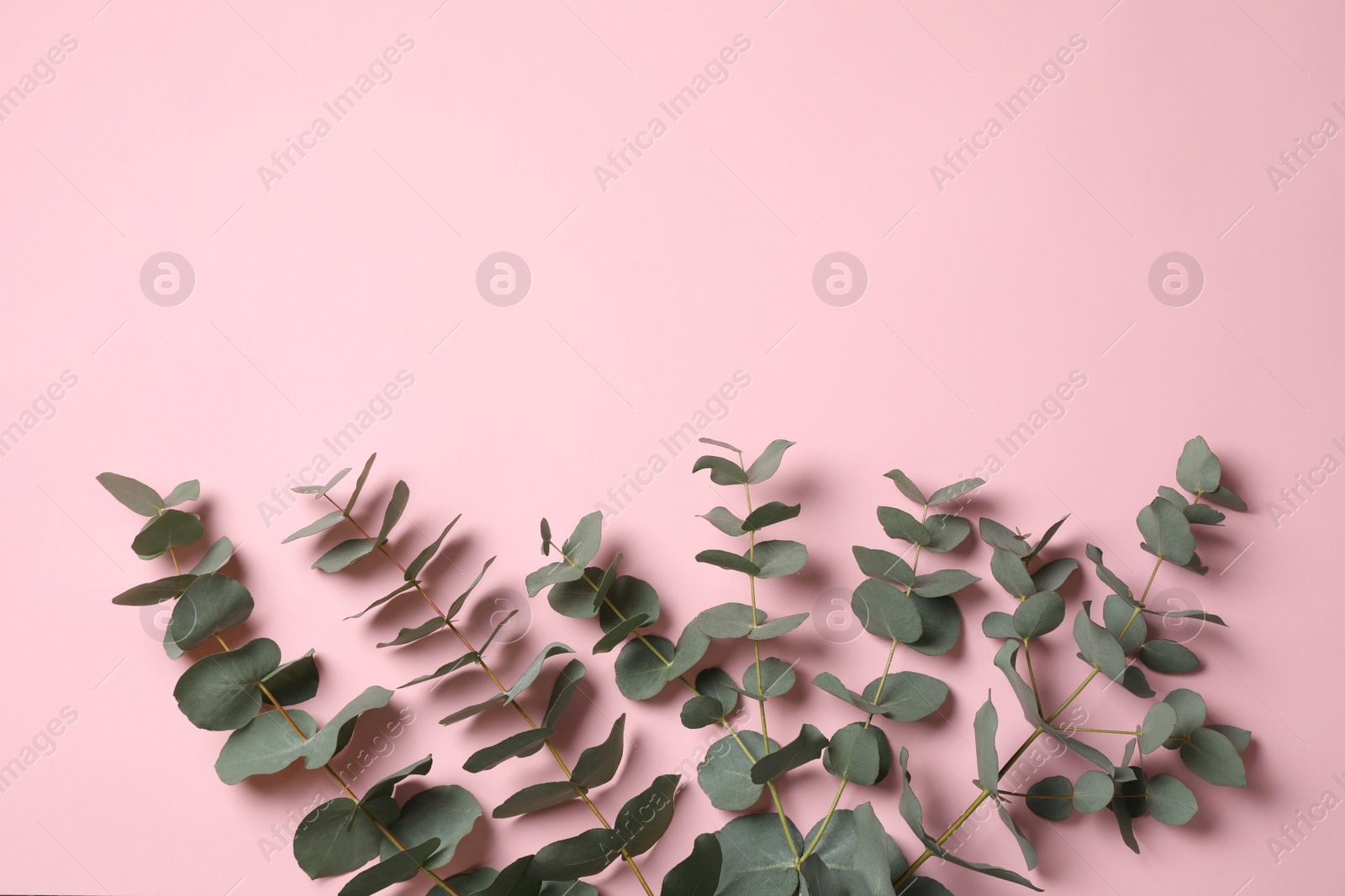 Photo of Eucalyptus branches with fresh leaves on pink background, flat lay. Space for text