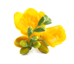 Photo of Beautiful yellow freesia flowers on white background