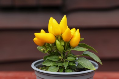 Photo of Capsicum Annuum plant. Potted yellow chili pepper outdoors on blurred background, closeup