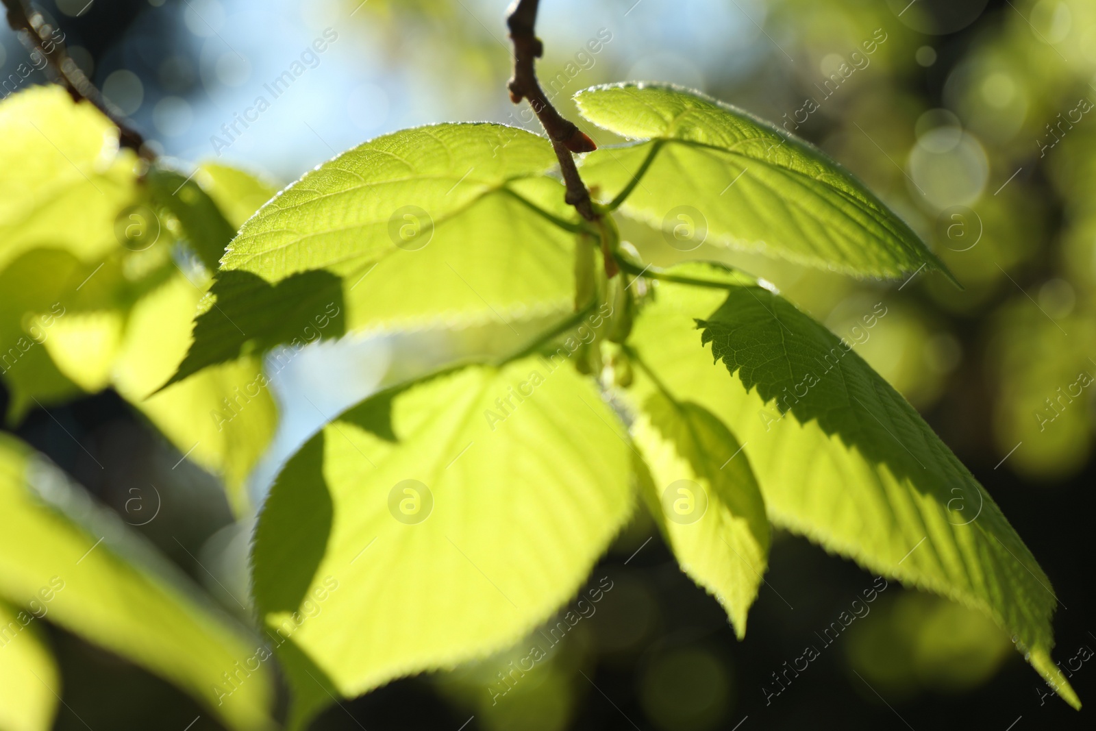 Photo of Tree branches with green leaves on sunny day