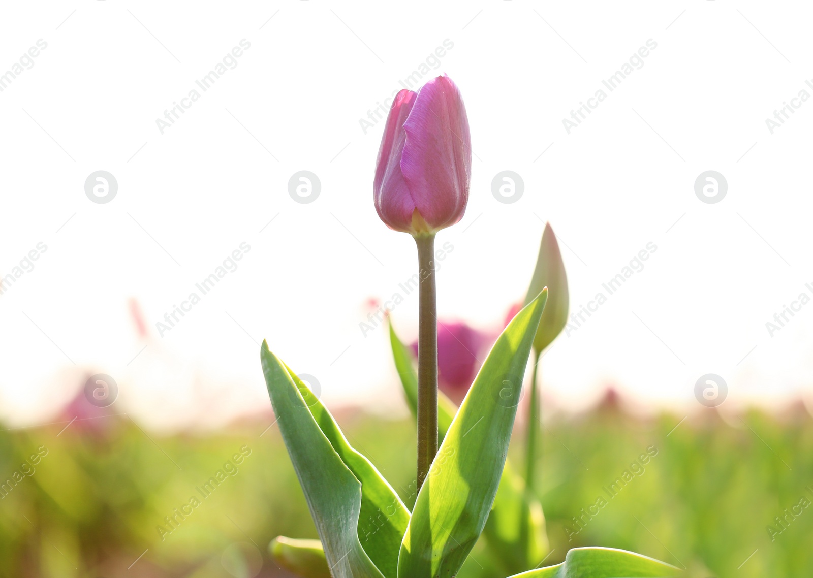 Photo of Closeup view of beautiful fresh tulip on field, space for text. Blooming spring flowers