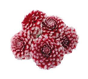 Photo of Beautiful red dahlia flowers on white background
