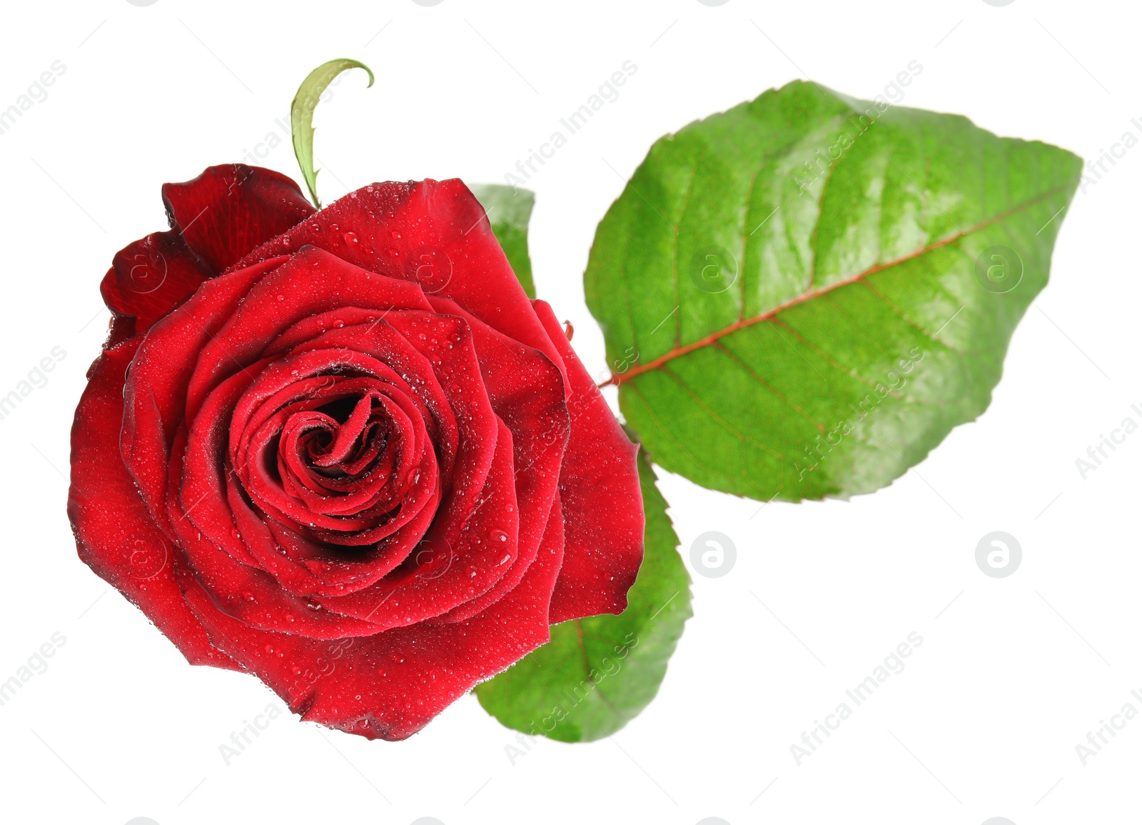 Photo of Beautiful red rose flower with water drops isolated on white, top view