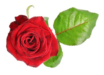 Beautiful red rose flower with water drops isolated on white, top view