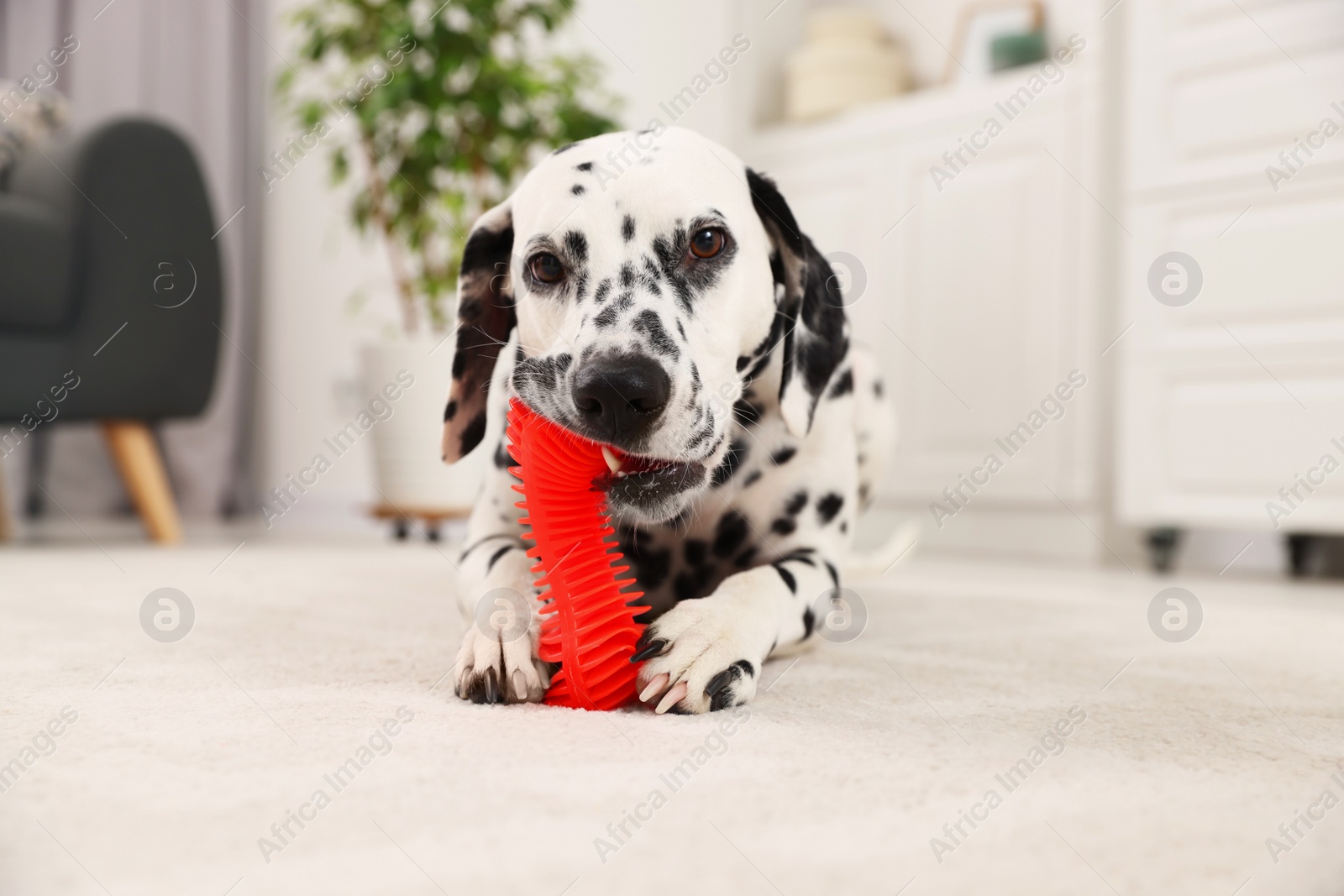 Photo of Adorable Dalmatian dog playing with toy indoors. Lovely pet