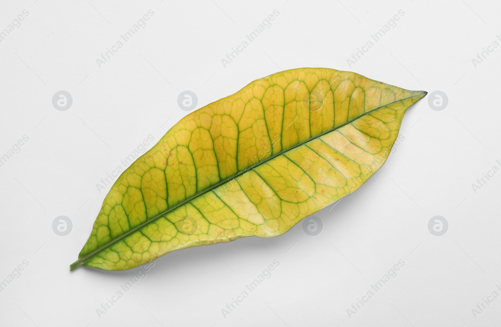 Photo of Leaf of tropical codiaeum plant on white background