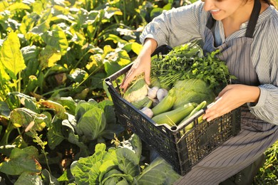 Photo of Woman harvesting different fresh ripe vegetables on farm, closeup