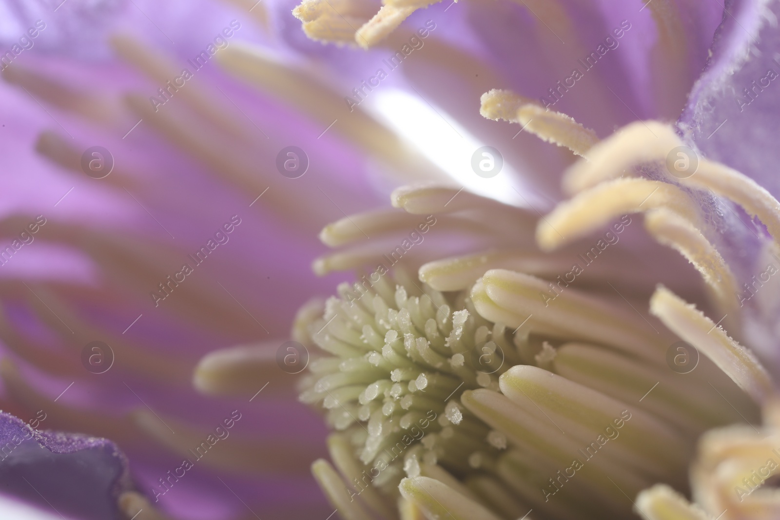 Photo of Beautiful purple Clematis flower as background, macro view