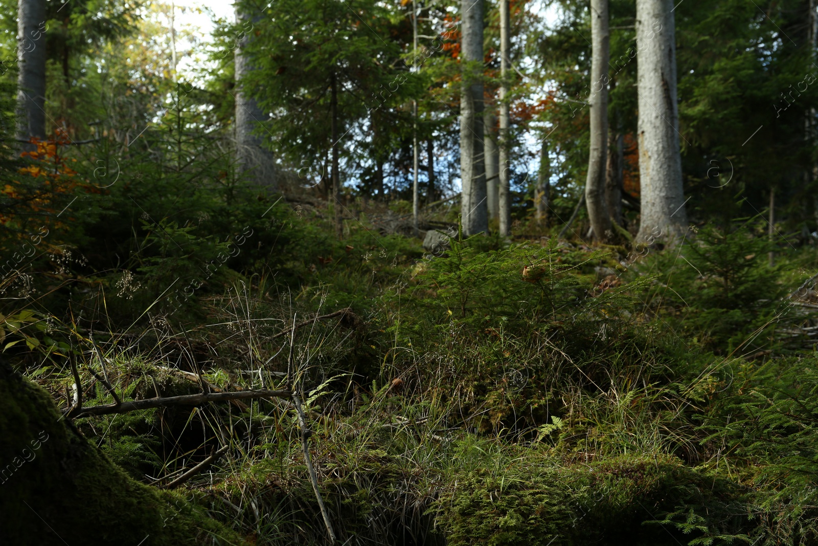 Photo of Beautiful view of forest with conifer trees in autumn. Picturesque landscape