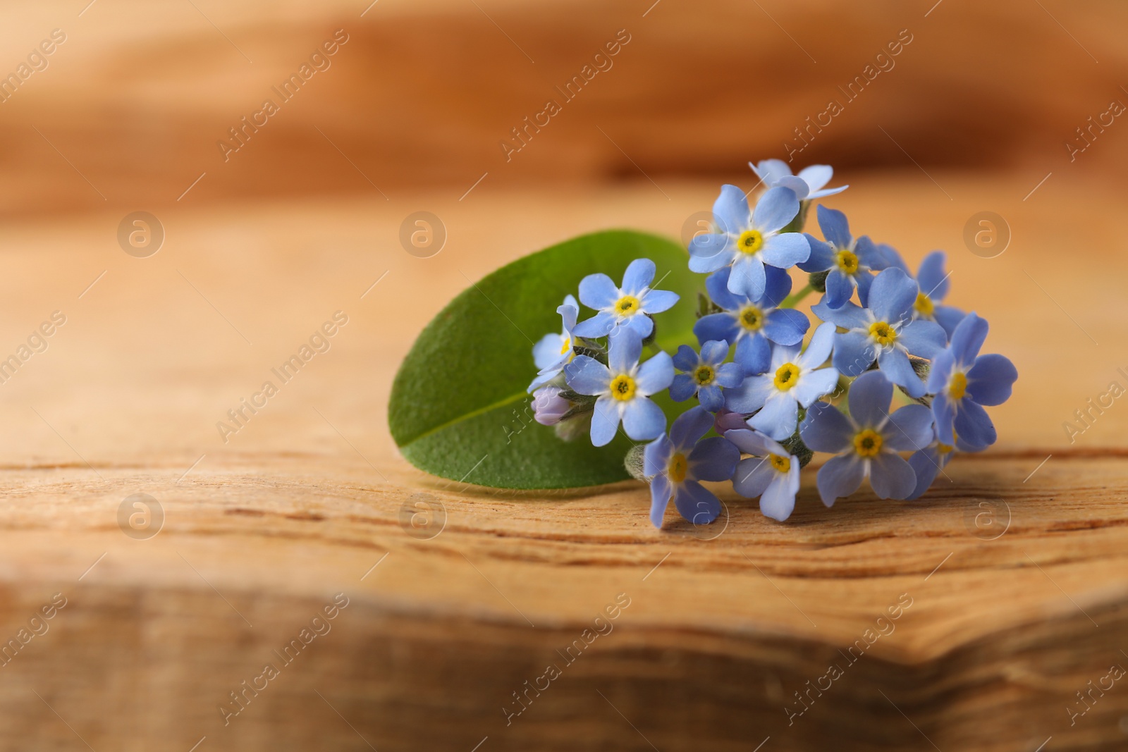 Photo of Beautiful blue forget-me-not flowers on wooden table, closeup. Space for text