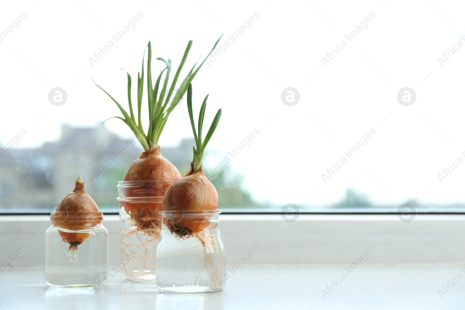 Photo of Sprouted onions in glasses with water on window sill. Space for text