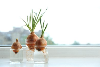 Photo of Sprouted onions in glasses with water on window sill. Space for text