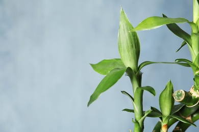Green bamboo plant on color background, closeup. Space for text