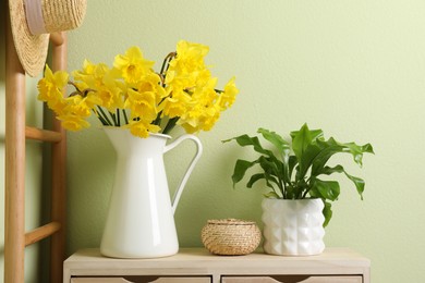 Jug with beautiful daffodils and houseplant on table indoors