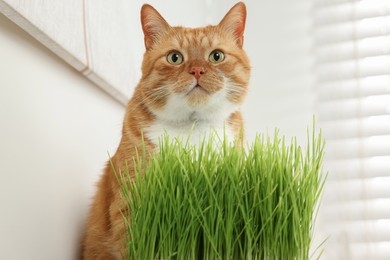 Photo of Cute ginger cat near potted green grass indoors
