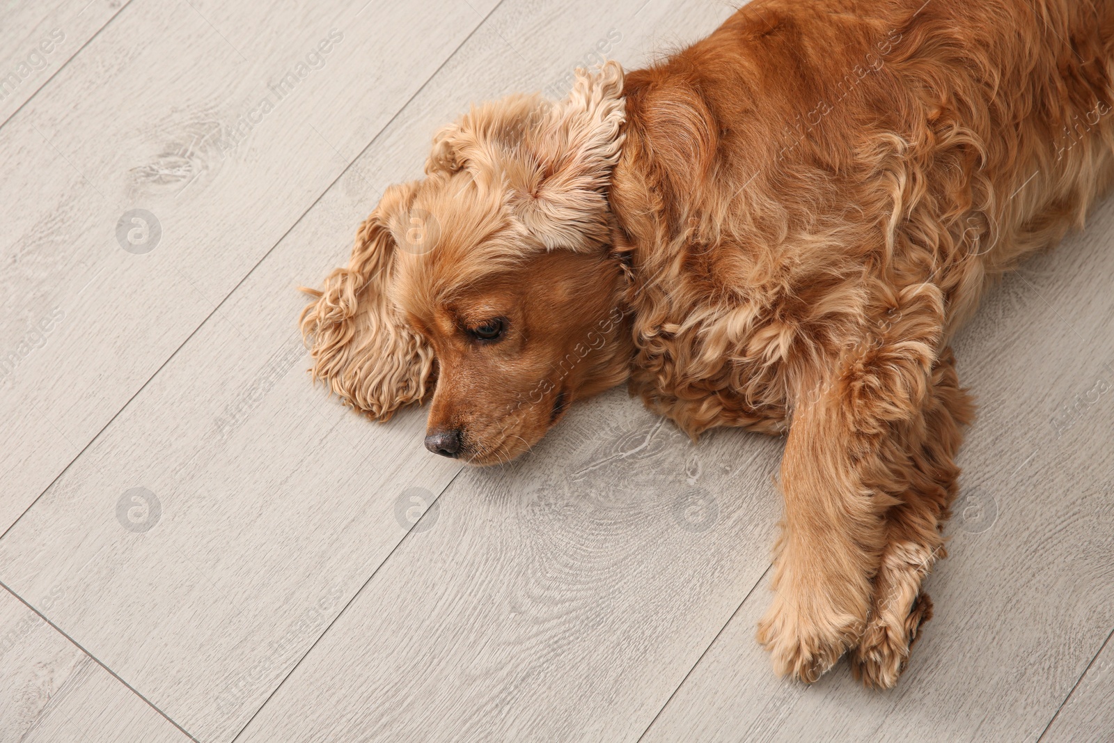 Photo of Cute Cocker Spaniel dog lying on warm floor, top view. Heating system