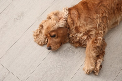 Photo of Cute Cocker Spaniel dog lying on warm floor, top view. Heating system