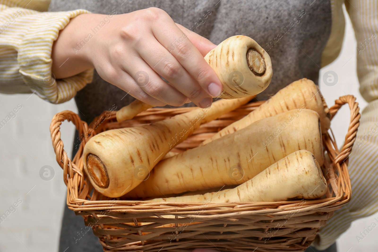 Photo of Woman with fresh ripe parsnips on white background, closeup