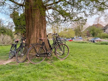Many bicycles near tree in green park