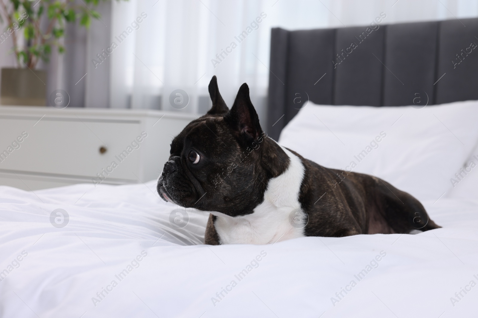 Photo of Adorable French Bulldog lying on bed indoors. Lovely pet