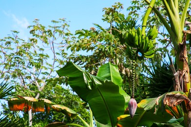 Unripe bananas growing on tree against blue sky