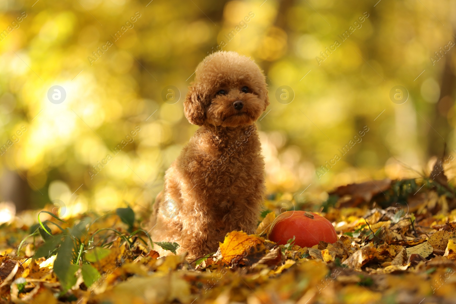 Photo of Cute Maltipoo dog, pumpkin and dry leaves in autumn park