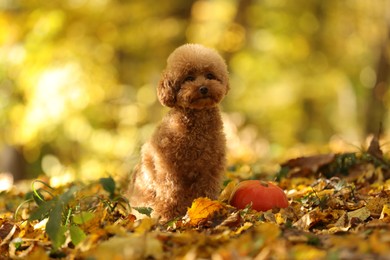 Cute Maltipoo dog, pumpkin and dry leaves in autumn park