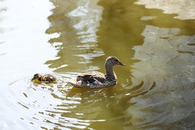 Photo of Little duckling with mother in pond. Baby animals